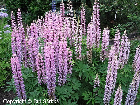  Lupinus polyphyllus 